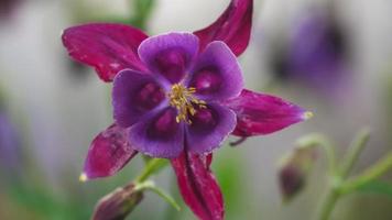 Purper aquilegia vulgaris in bloem, in lente video