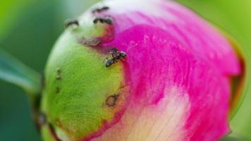 Many black ants are crawling on the Peony flower, close up. Summer day in the garden. Insect world video