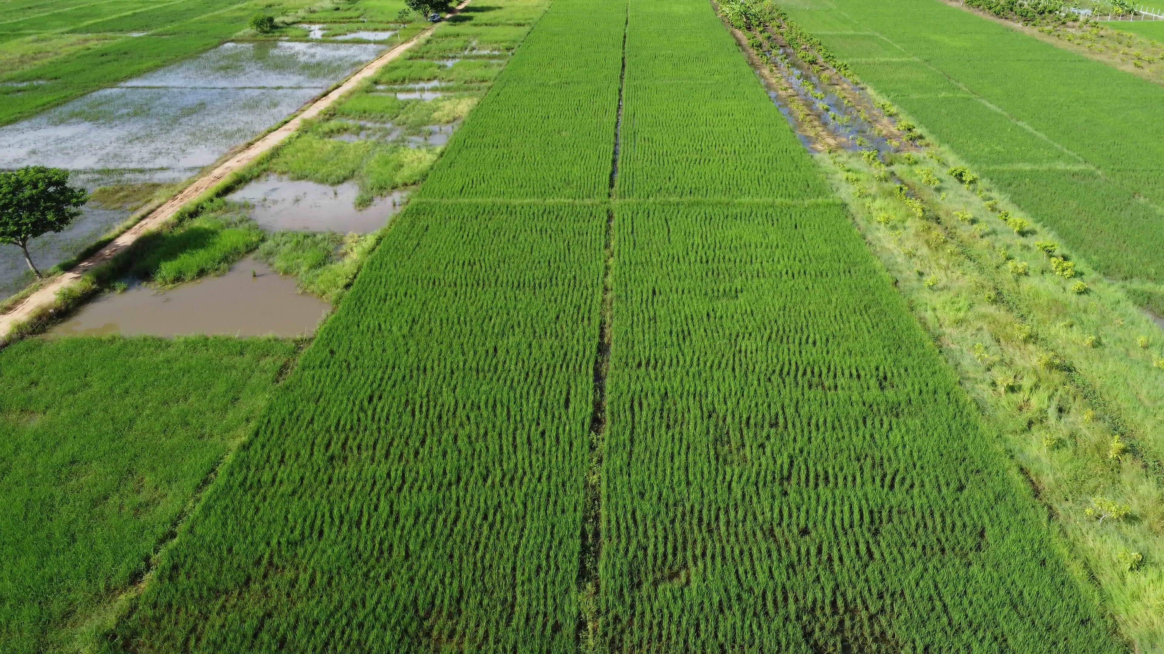 Aerial view of green fertile farmland of rice fields. Beautiful