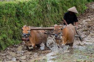 man while plowing rice field in bali with cow plough photo