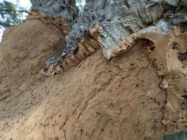 Cork tree bark detail close up Sardinia photo