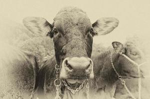 Cow portrait old style sepia photo