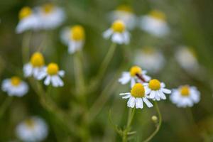 chamomile flower yellow and white on green photo