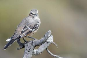 patagonia finch bird close up on a tree photo