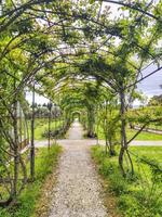 rose garden pergola photo