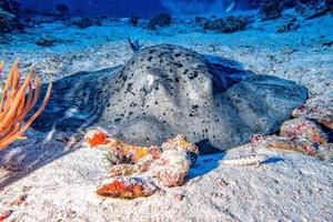 giant blackparsnip stingray fish during night dive photo