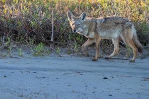 coyote on the sand photo