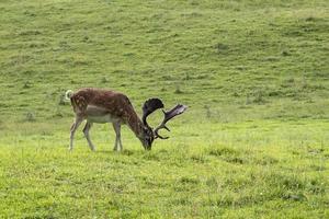 Fallow deer on green grass background photo