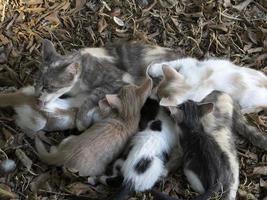Mother Cat breastfeeding newborn kittens photo