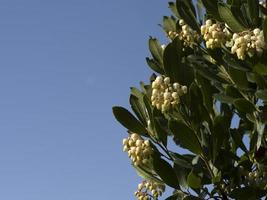 árbol frutal de fresa en liguria, italia foto