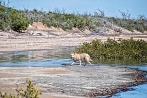 white wolf dog while looking at you photo