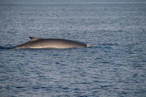 Fin Whale endangered specie rare to see second largest animal in the world photo