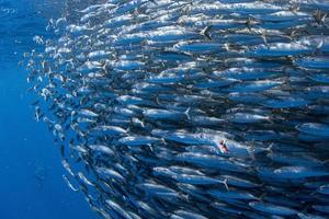 Striped marlin and sea lion hunting in sardine bait ball in pacific ocean photo