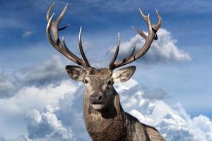 male red Deer portrait looking at you on cloudy sky background photo