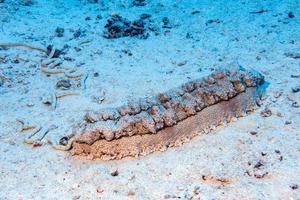 Retrato de primer plano de pepino de mar holoturiano en maldivas foto