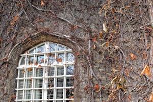 ivy on medieval castle wall photo