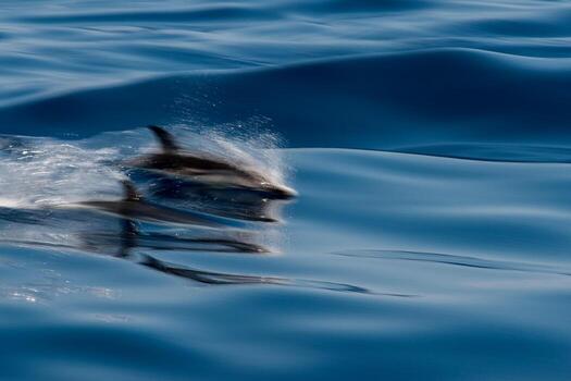 Move effect on Dolphin while jumping in the deep blue sea photo