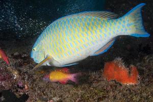 parrot fish portrait while diving in indian ocean of maldives photo