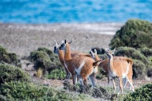 guanaco portrait in Argentina Patagonia close up photo