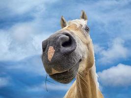 retrato de caballo divertido marrón foto