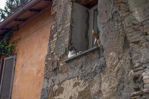 cat at the window relaxing in rome looking at you photo