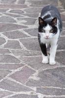 gato blanco y negro listo para atacar foto