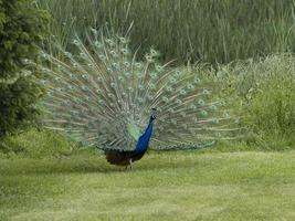 eggenberg castillo graz austria pavo real rueda abierta foto