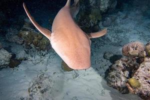 Nurse Shark close up on black at night photo