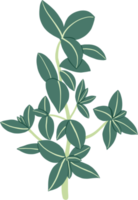 doodle freehand sketch drawing of thyme. png