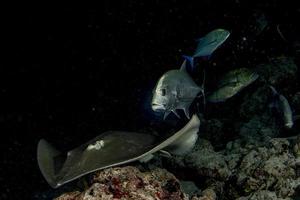 pez raya gigante blackparsnip en buceo nocturno en maldivas foto