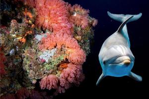 dolphin underwater on reef close up look photo