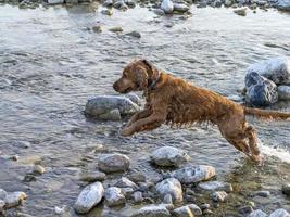 Puppy young dog English cocker spaniel while running in the water photo