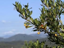 árbol frutal de fresa en liguria, italia foto