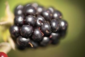 mature black berry close up macro ready to eat on plant photo