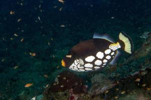 pez ballesta conspicillum payaso en maldivas foto