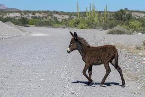 burro joven en el desierto de california foto