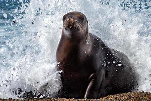 female sea lion on the beach photo