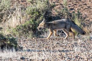 grey fox hunting a mouse on beach in Patagonia photo