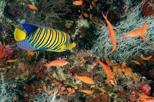 Angel fish looking at you photo