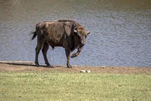 retrato de bisonte europeo en verano foto