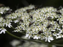 fly on white flower macro photo