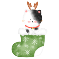 chat mignon dans une chaussette de noël png