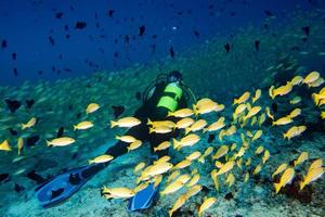 butterfly fish while scuba diving in maldives photo