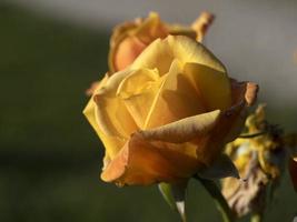 Rare rose flower at cultivation garden species Amber Flush photo