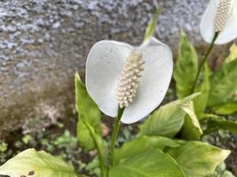 Plant Garden Green with White Flower photo