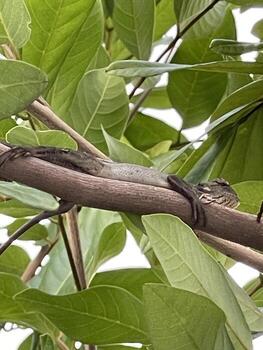Iguana on The Tree photo