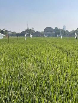 Green Rice Field View photo