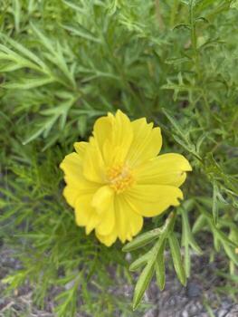 imagen de flor amarilla foto