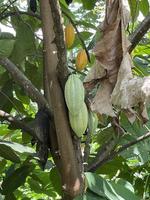 Cocoa Chocolate Tree Natural photo