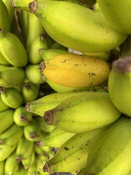 plátano maduro en el árbol foto